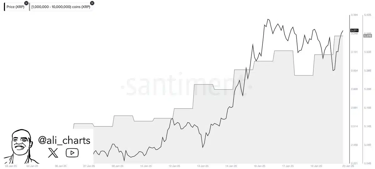 XRP whale accumulation